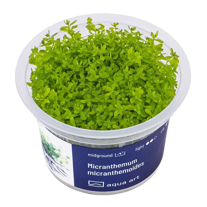 Aqua Art növény - Micranthemum micranthemoides - zselés Szezonális akció