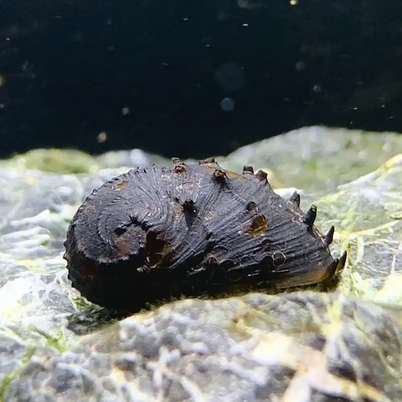 Vedd meg most Csiga - Koopa király csiga - Neritina juttingae