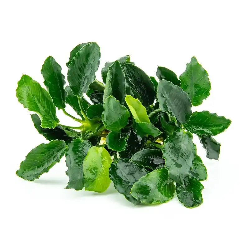 Legnépszerűbb Dennerle Plants növény - Anubias barteri nana Kirin