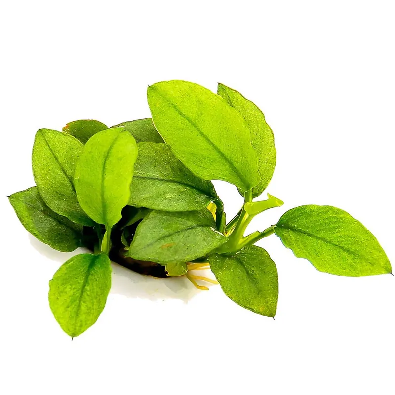 Biztonságos fizetés Dennerle Plants növény - Anubias nana Jade