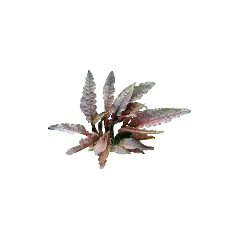 Dennerle Plants növény - Cryptocoryne sp. Flamingo Ne maradj le