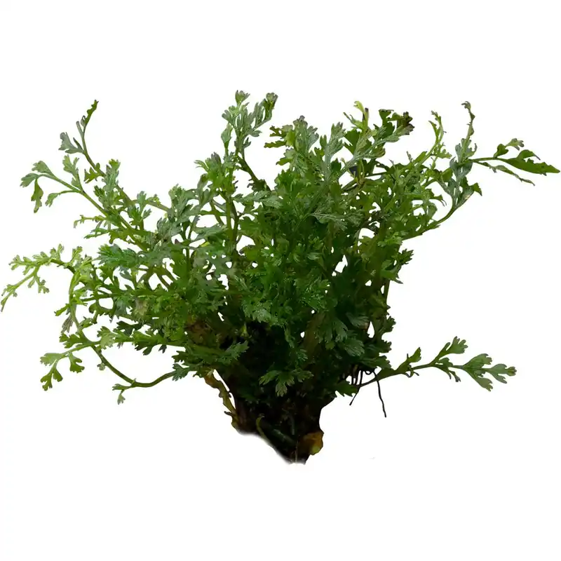 Alacsony ár Stoffels növény - Bolbitis heteroclita difformis