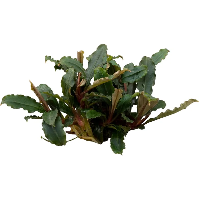 Exkluzív ajánlat Stoffels növény - Bucephalandra sp. Mini Red