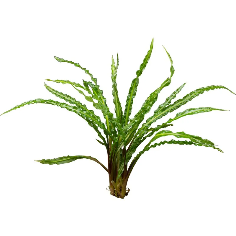 Biztonságos fizetés Stoffels növény - Cryptocoryne crispatula var. Balansae
