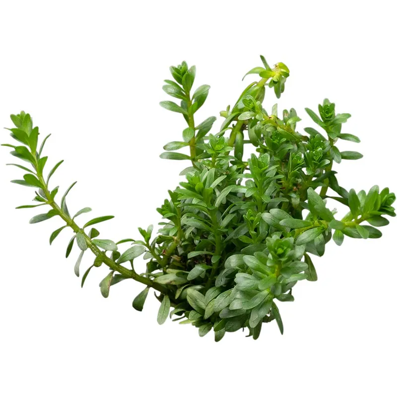 Stoffels növény - Rotala sp. Nanjenshan Boschii Azonnali szállítás
