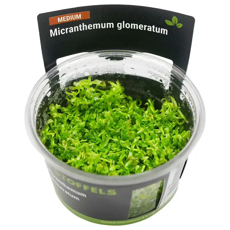 Kedvezményes ár Stoffels növény - Micranthemum glomeratum - zselés