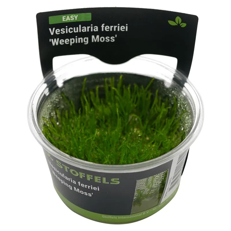 Olcsóbb Stoffels növény - Vesicularia ferriei Weeping Moss - zselés