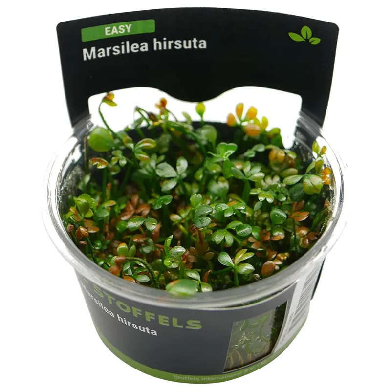 Prémium Stoffels növény - Marsilea hirsuta - zselés