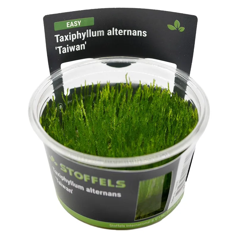 Stoffels növény - Taxiphyllum alternans Taiwan Moss - zselés Biztonságos vásárlás