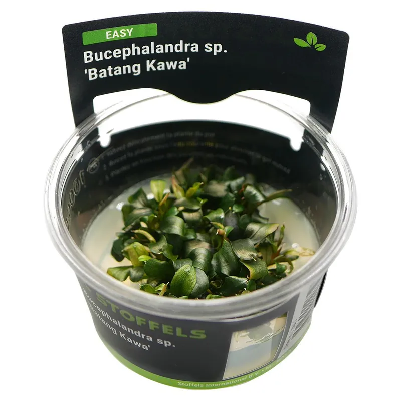 Stoffels növény - Bucephalandra sp. Batang Kawa - zselés Exkluzív ajánlat