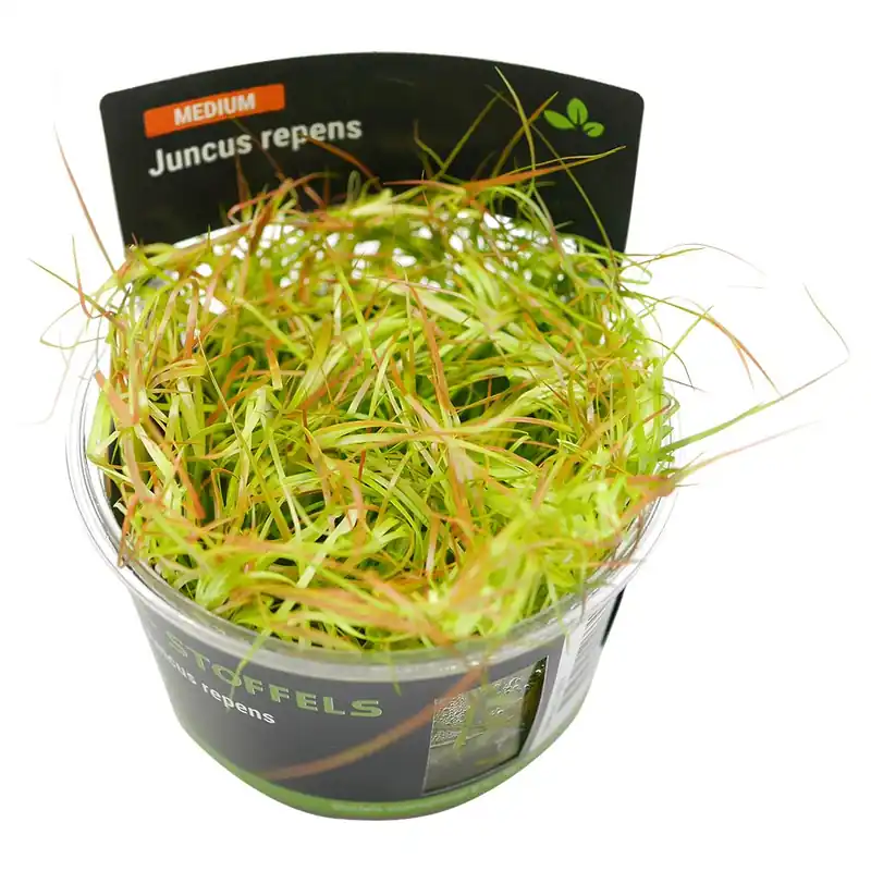 Stoffels növény - Juncus repens - zselés Ajánlat