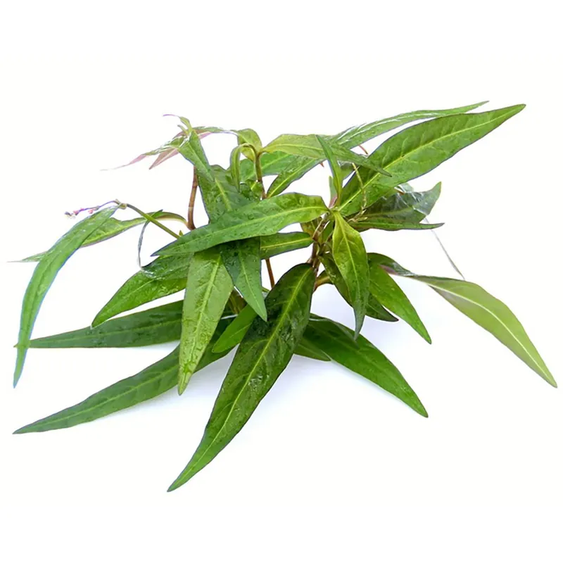 Dennerle Plants növény - Persicaria sp. Sao Paulo Különleges ajánlat