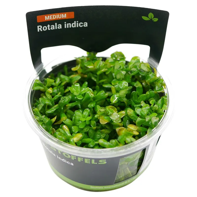 Stoffels növény - Rotala indica - zselés Korlátozott ajánlat