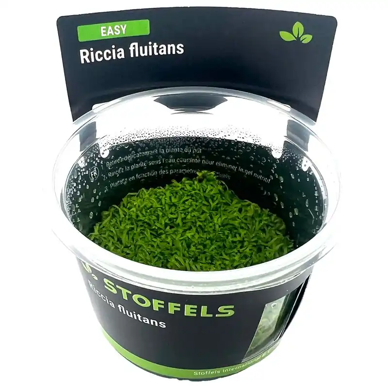 Stoffels növény - Riccia fluitans - zselés Biztonságos fizetés