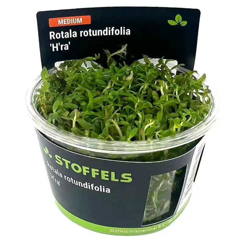 Stoffels növény - Rotala rotundifolia Hra - zselés Szezonális akció