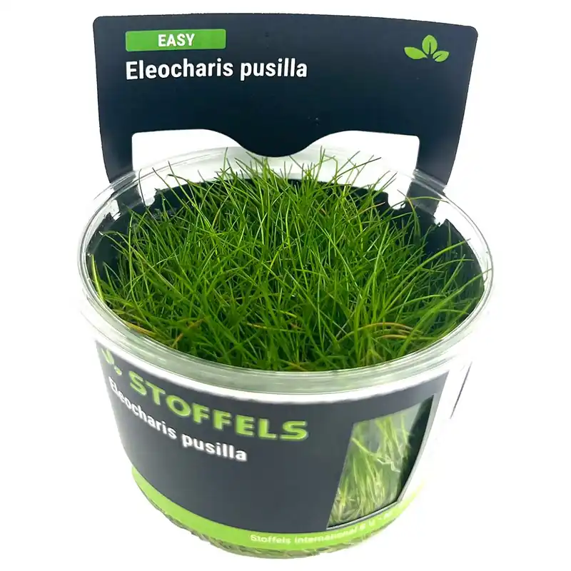 Rendeld meg most Stoffels növény - Eleocharis pusilla - zselés