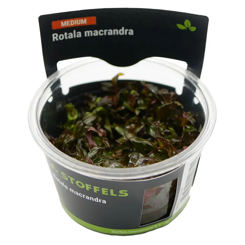 Stoffels növény - Rotala macrandra - zselés Árcsökkenés