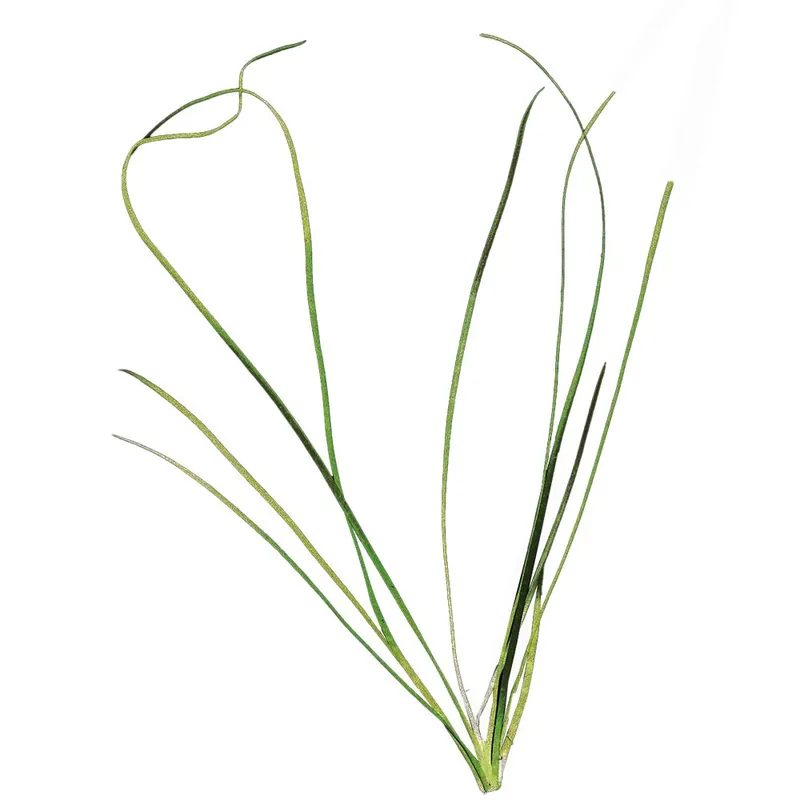Legjobb ár Stoffels növény - Vallisneria nana