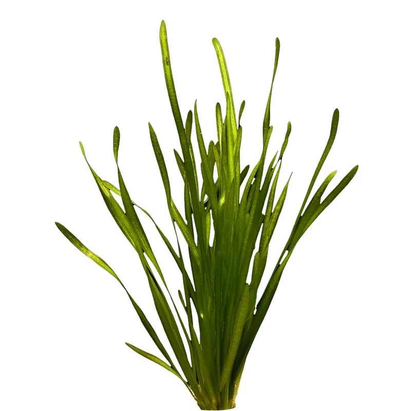 Stoffels növény - Vallisneria spiralis Újdonság