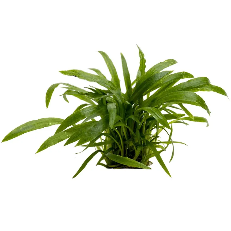 Stoffels növény - Cryptocoryne albida Olcsó