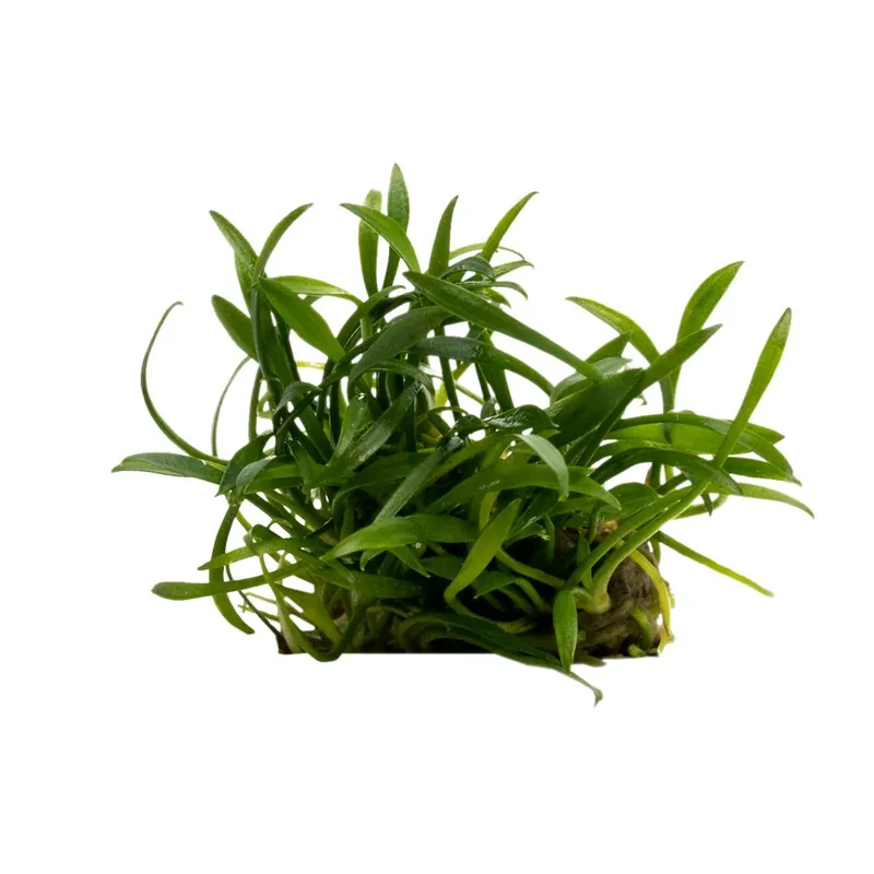 Csak ma Stoffels növény - Cryptocoryne parva