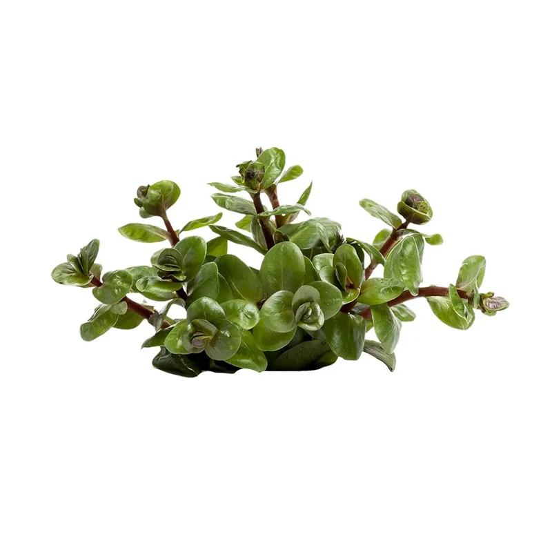 Alacsony ár Stoffels növény - Rotala rotundifolia Orange Juice