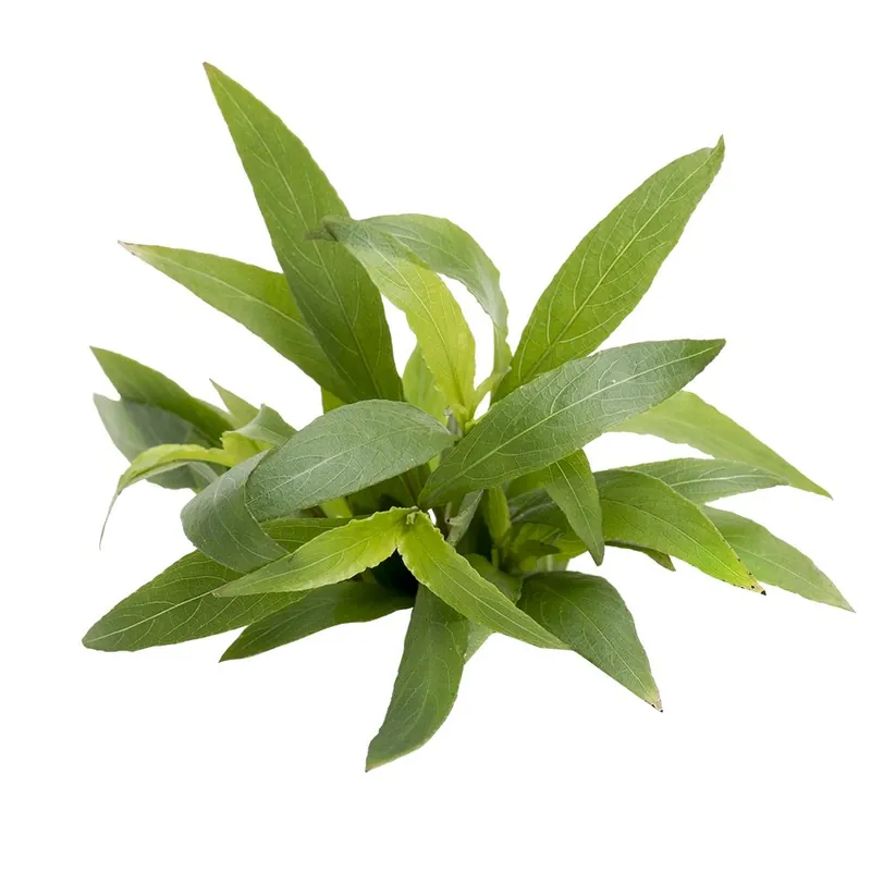 Különleges ajánlat Stoffels növény - Hygrophila ringens sp. Angustifolia