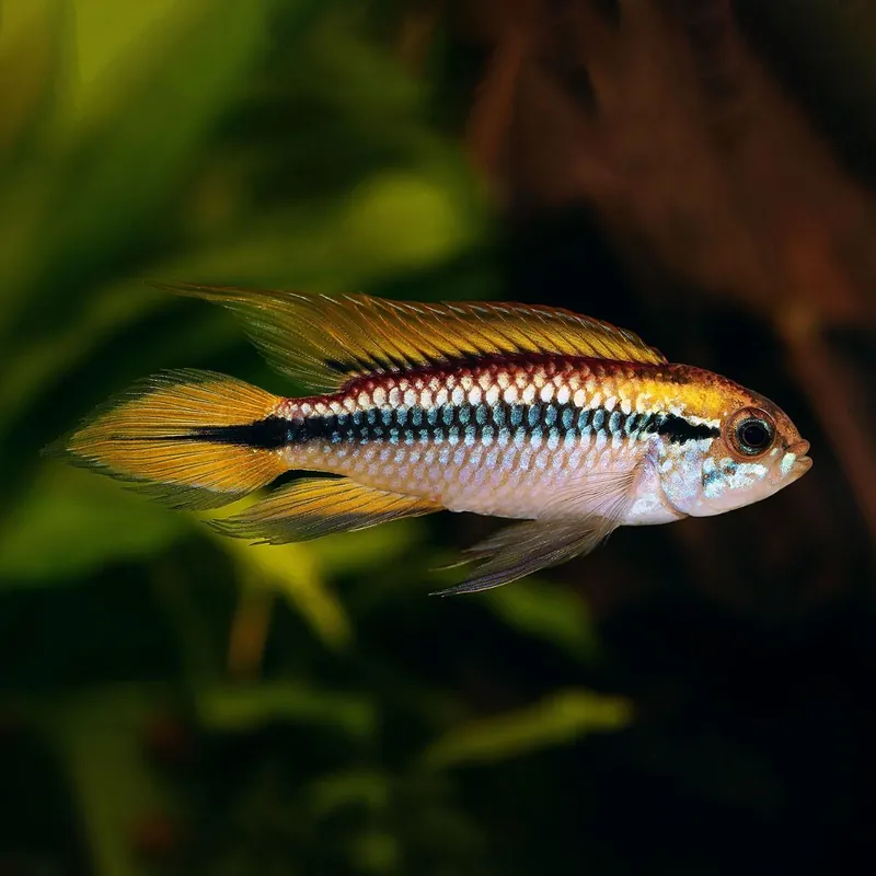 Hal - Gyöngyházfényű törpesügér - Apistogramma agassizii Utolsó esély