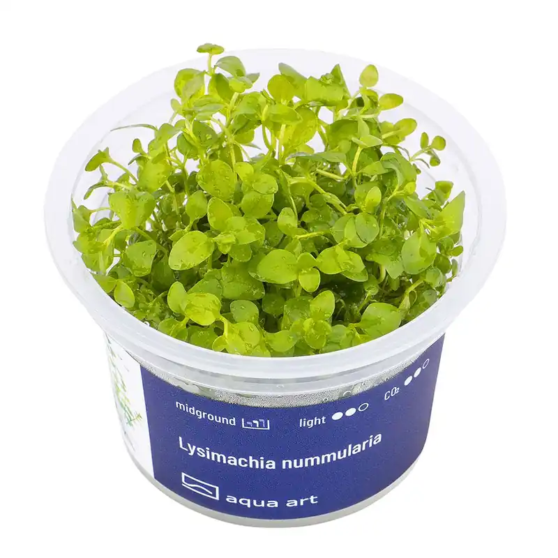 Aqua Art növény - Lysimachia nummularia - zselés Szuper ajánlat