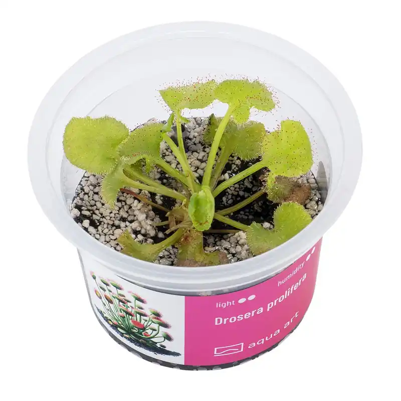 Rendeld meg most Aqua Art terráriumi növény - Drosera prolifera - zselés