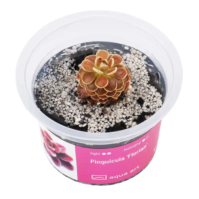 Aqua Art terráriumi növény - Pinguicula Florian - zselés Gyors szállítás