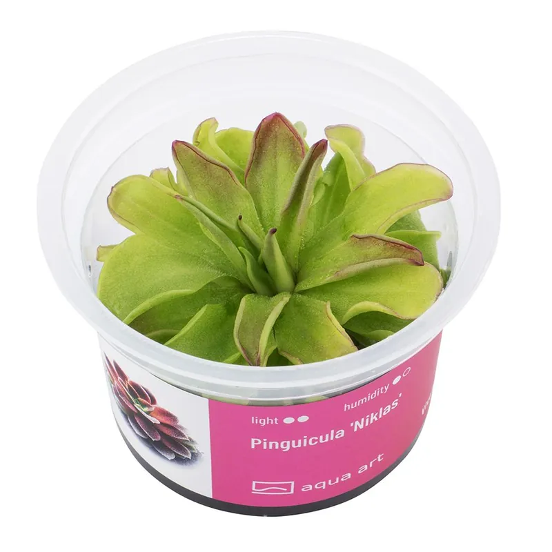 Aqua Art terráriumi növény - Pinguicula Niklas - zselés Kihagyhatatlan ajánlat