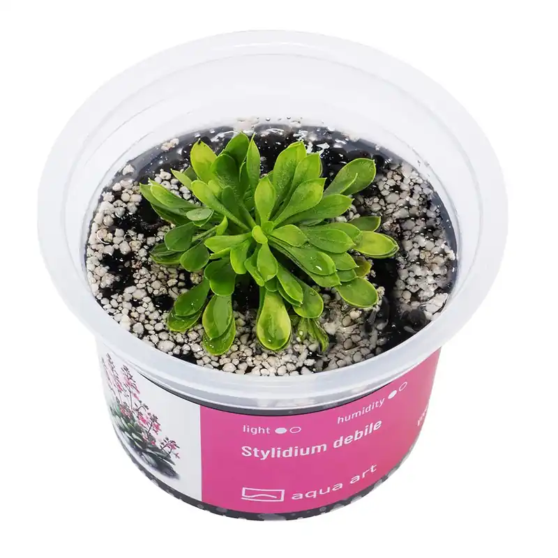 Biztonságos fizetés Aqua Art terráriumi növény - Stylidium debile - zselés
