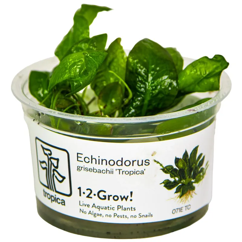 Akciós ár Tropica növény - Echinodorus grisebachii Tropica - zselés
