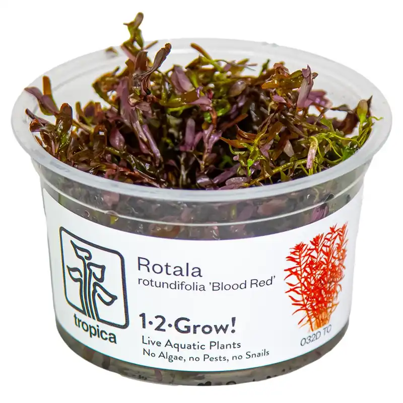 Tropica növény - Rotala rotundifolia Blood Red - zselés Árcsökkenés