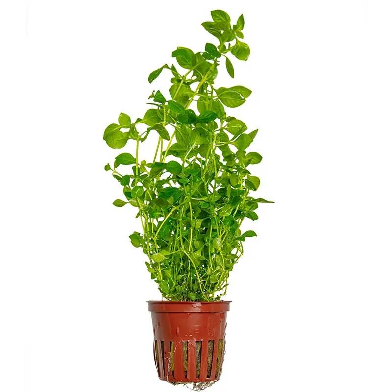 Tropica növény - Ludwigia palustris Green Kedvezmény