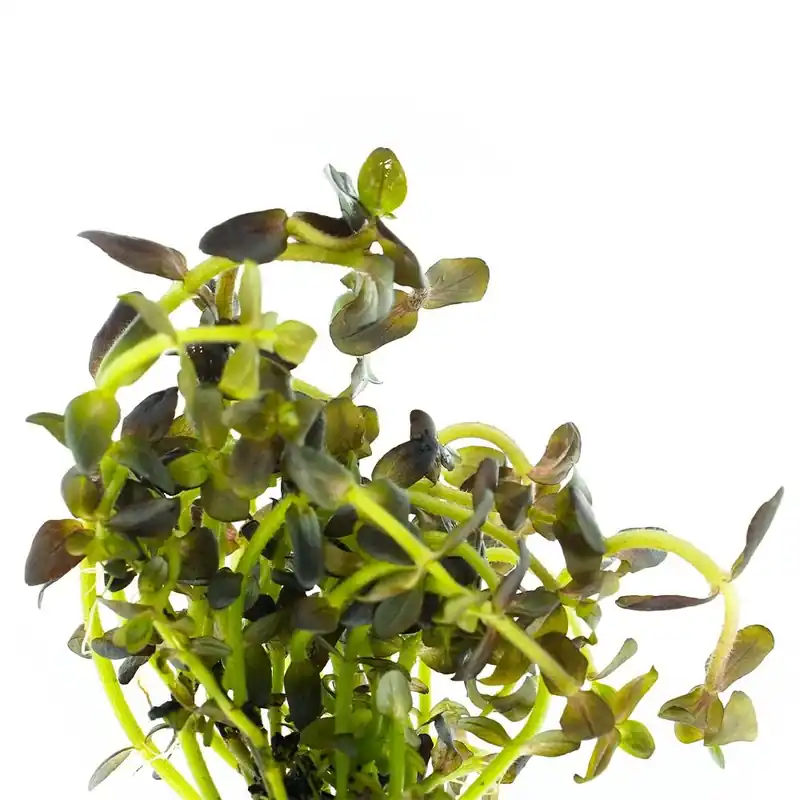 Biztonságos fizetés Stoffels növény - Bacopa salzmanii Purple