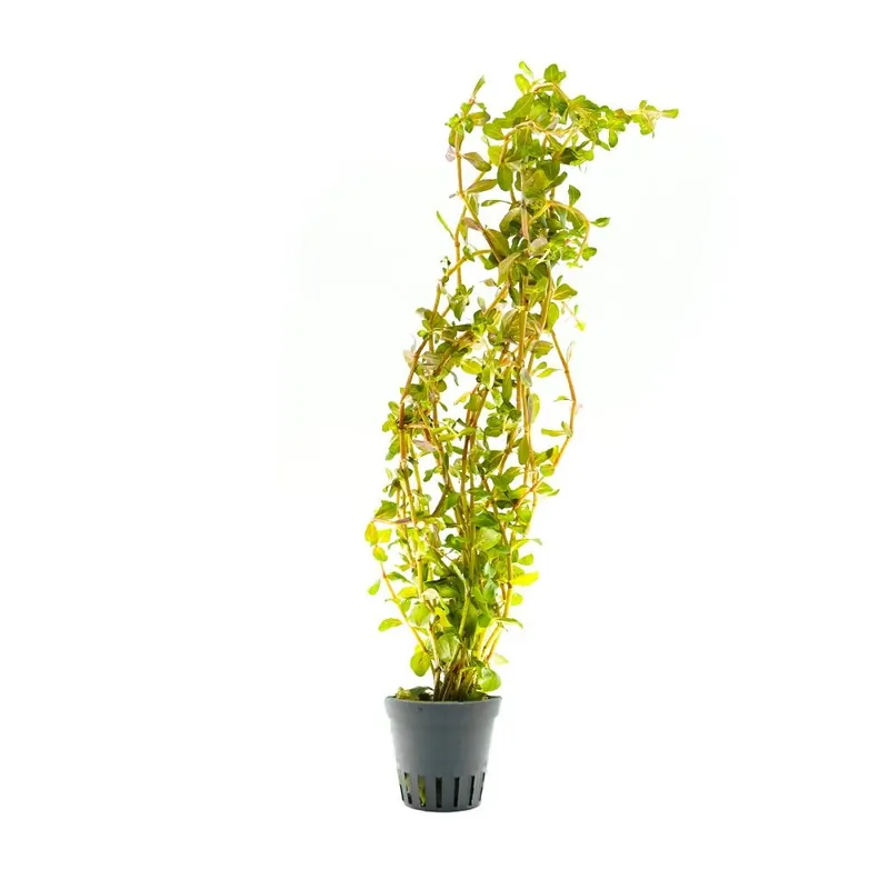 Stoffels növény - Rotala rotundifolia Blood Red Exkluzív ajánlat