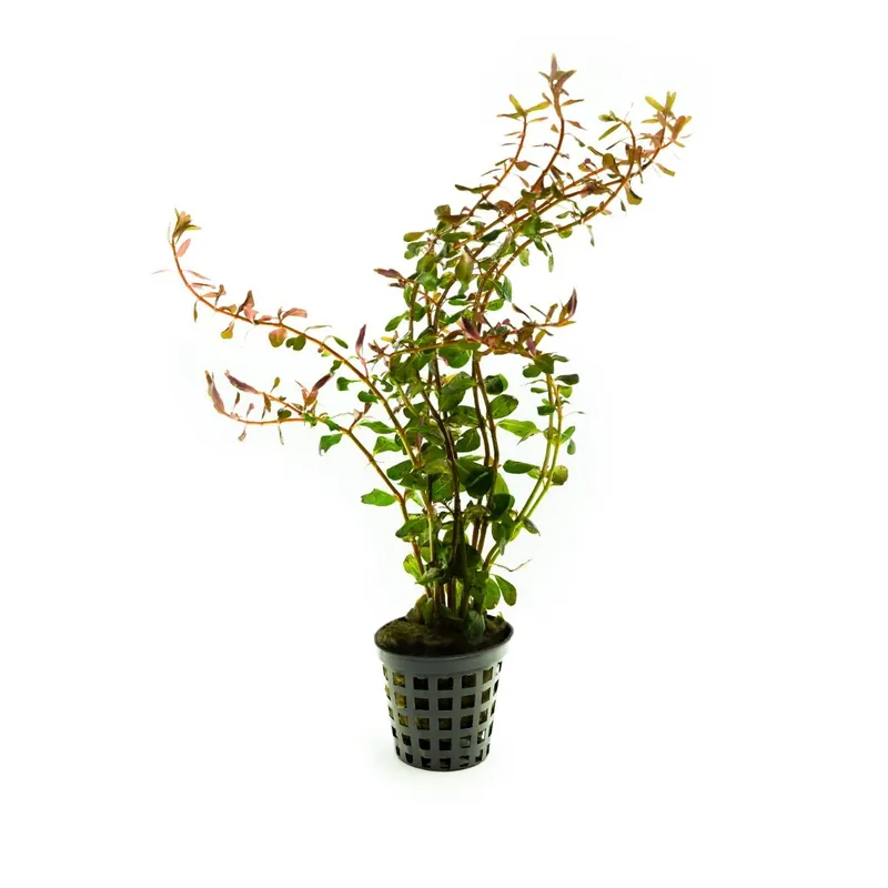 Green Aqua növény - Rotala sp. Hong Kong Árengedmény