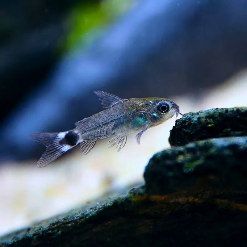 Hal - Sarlófoltos páncélosharcsa - Corydoras hastatus Ne maradj le