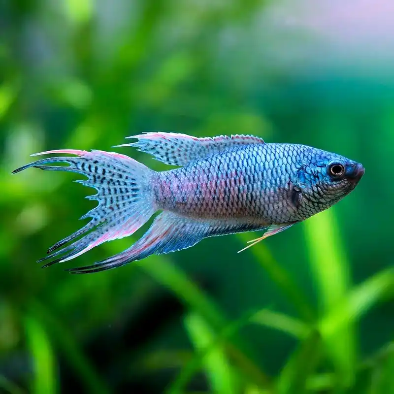 Bestseller Hal - Kínai paradicsomhal kék koronás - Macropodus opercularis sp. royal blue crowntail