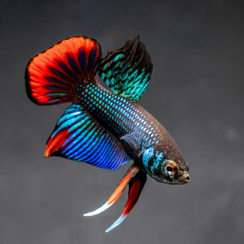 Prémium Hal - Békés harcoshal - Betta imbellis