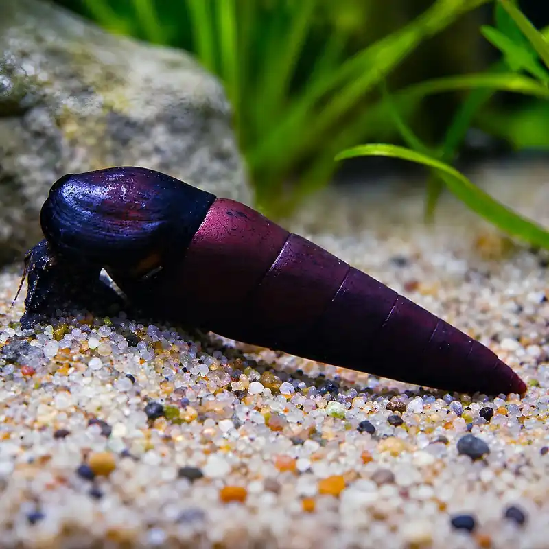 Szuper ajánlat Csiga - Lávacsiga - Faunus ater sp.