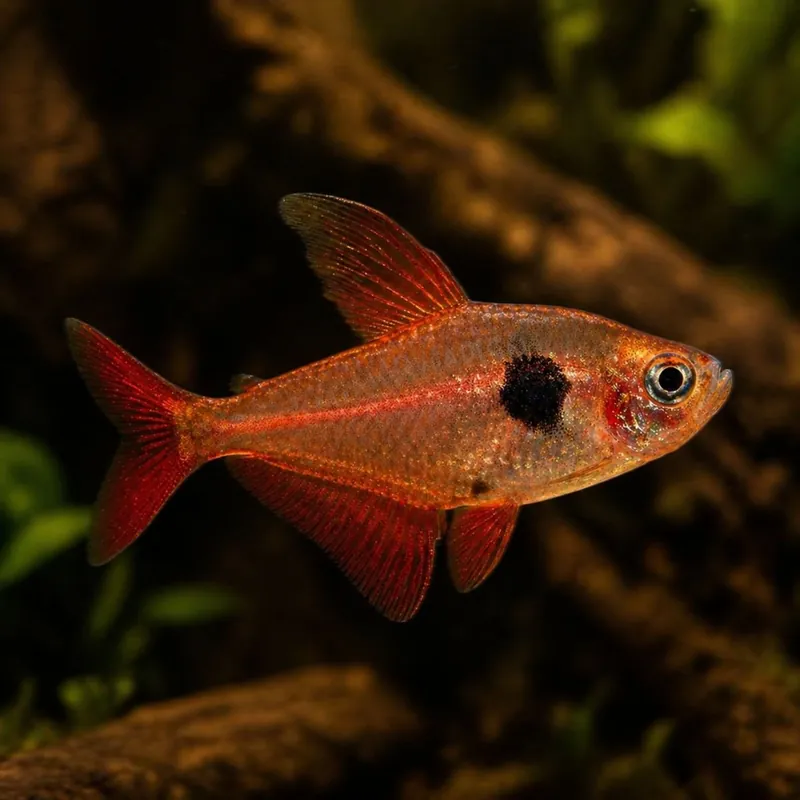 Hal - Vörös fantomlazac - Hyphessobrycon sweglesi Ne maradj le