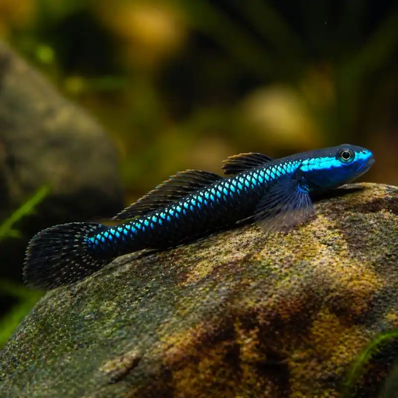 Alacsony ár Hal - Algázó géb neon - Stiphodon sp. Blue