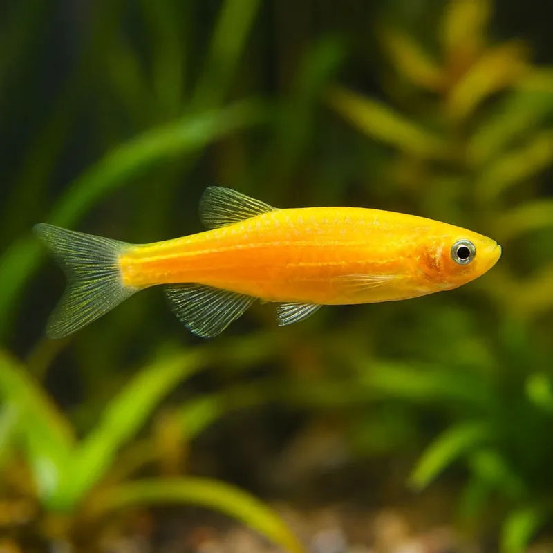 Vedd meg most Hal - Arany zebradánió - Danio rerio