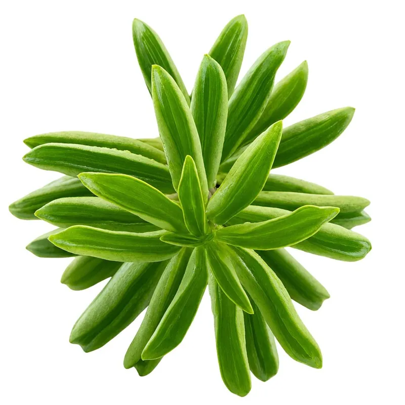 Utolsó esély Dennerle Plants növény - Peperomia sp. Fire Sparks