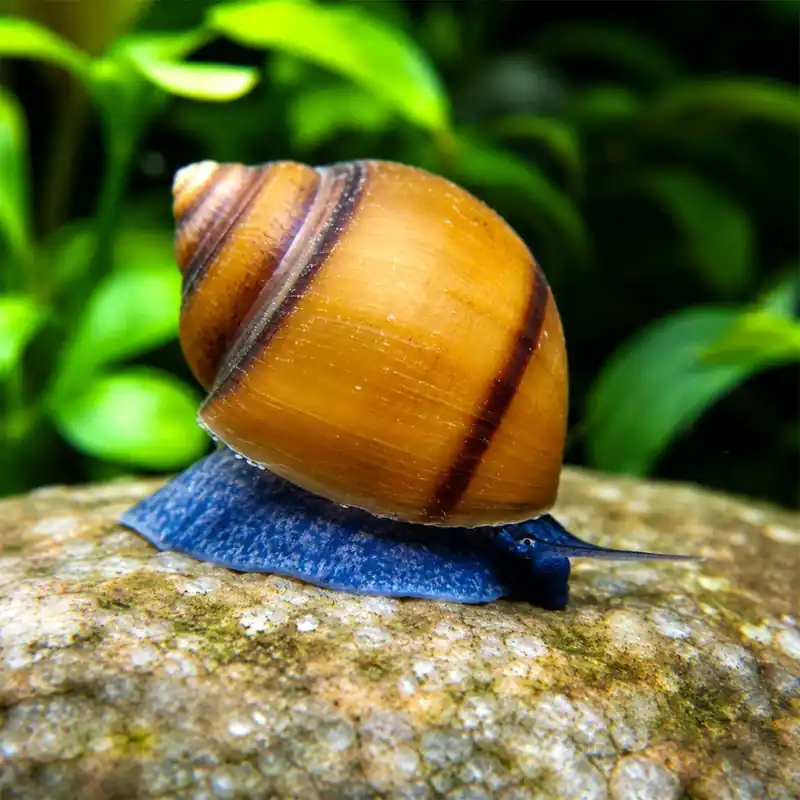 Kihagyhatatlan ajánlat Csiga - Kék zselé csiga - Taia sp. Blue Jelly