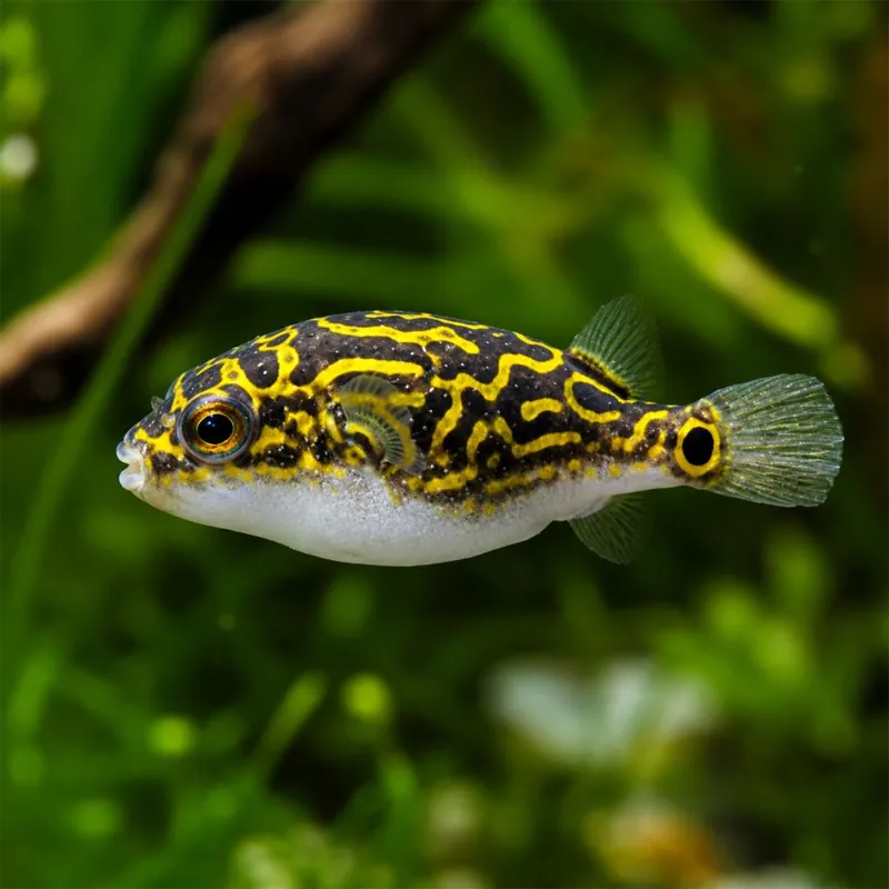 Hal - Nyolcas mintás gömbhal - Dichotomyctere ocellatus Ne maradj le