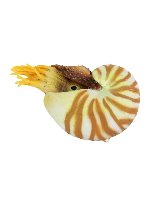 Azonnali szállítás Nautilus lebegő dekoráció - AM010011 Natural Color
